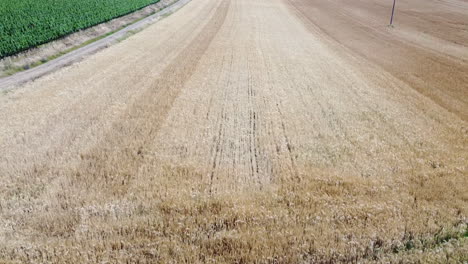 Country-Road-With-The-Golden-Wheat-Fields-In-Tuscany-Hills,-Italy-On-A-Sunny-Summer-day