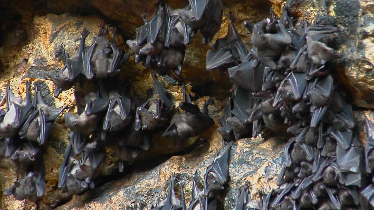 группы летучих мышей висят на стене в храме пура гоа лавах или храме в пещере летучих мышей в индонезии