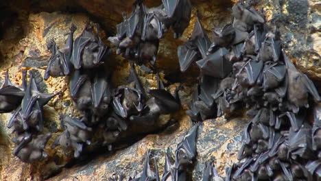 groups of bats hang on a wall at the pura goa lawah temple or the bat cave temple in indonesia