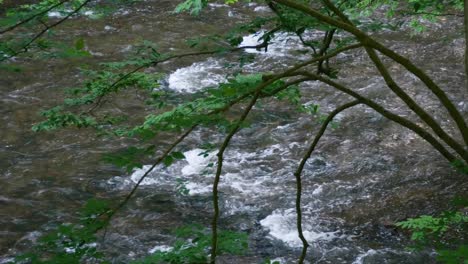 Wissahickon-Creek-flows-over-stones-behind-trees