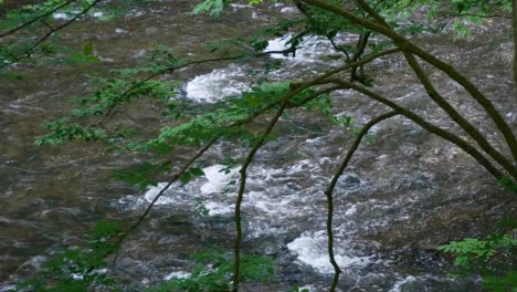 wissahickon 크릭은 나무 뒤의 돌 위로 흐릅니다.