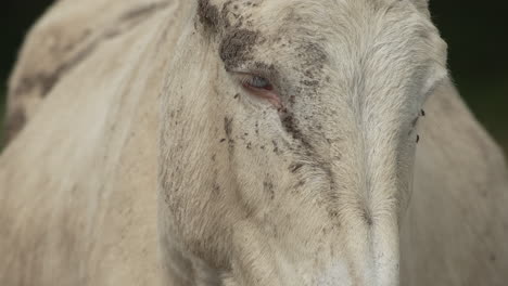 close-up of a blue eyed white donkey