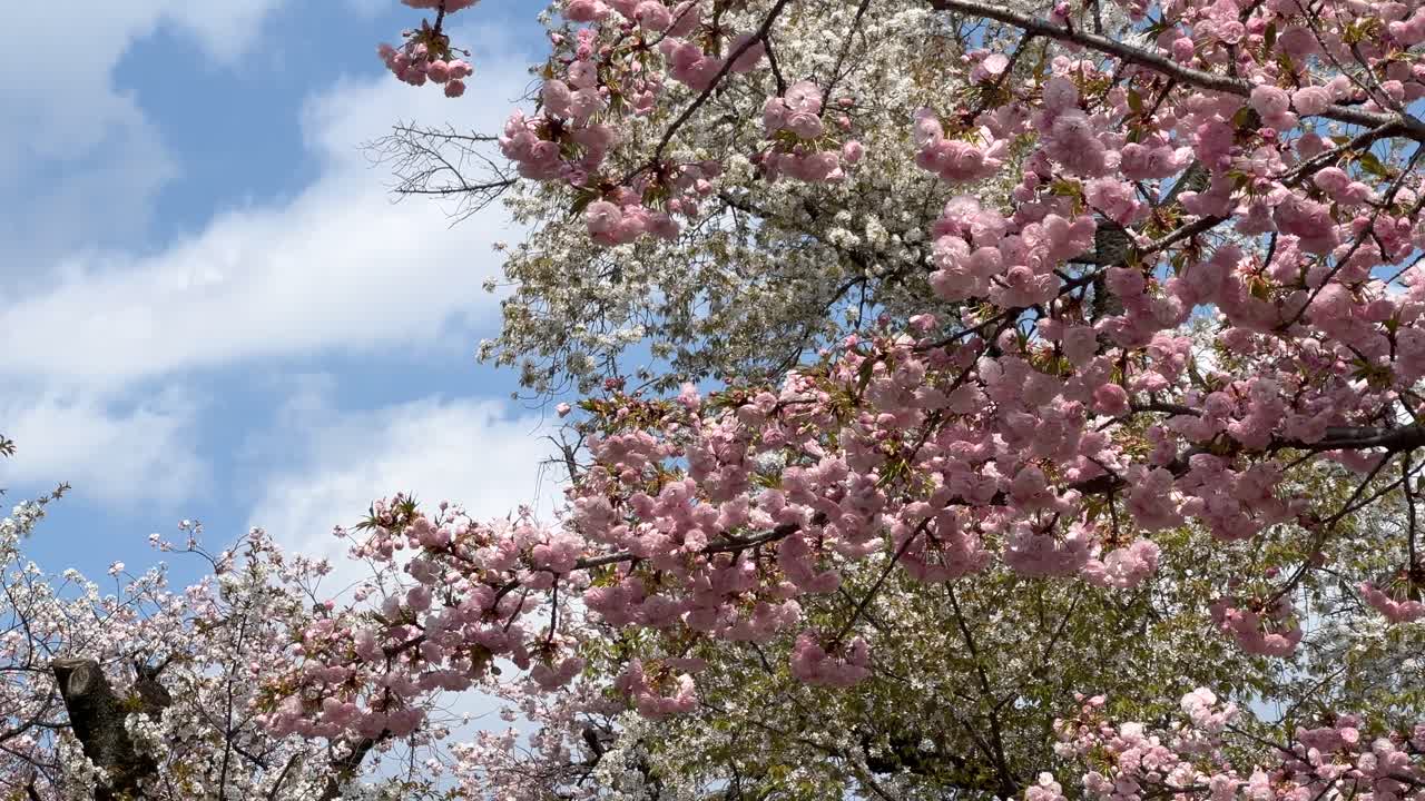 Fast pan over beautiful full bloom sakura against blue cloudy sky