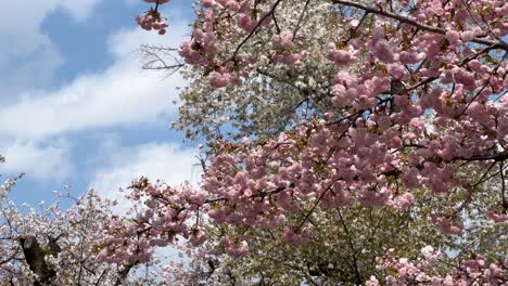 fast pan over beautiful full bloom sakura against blue cloudy sky
