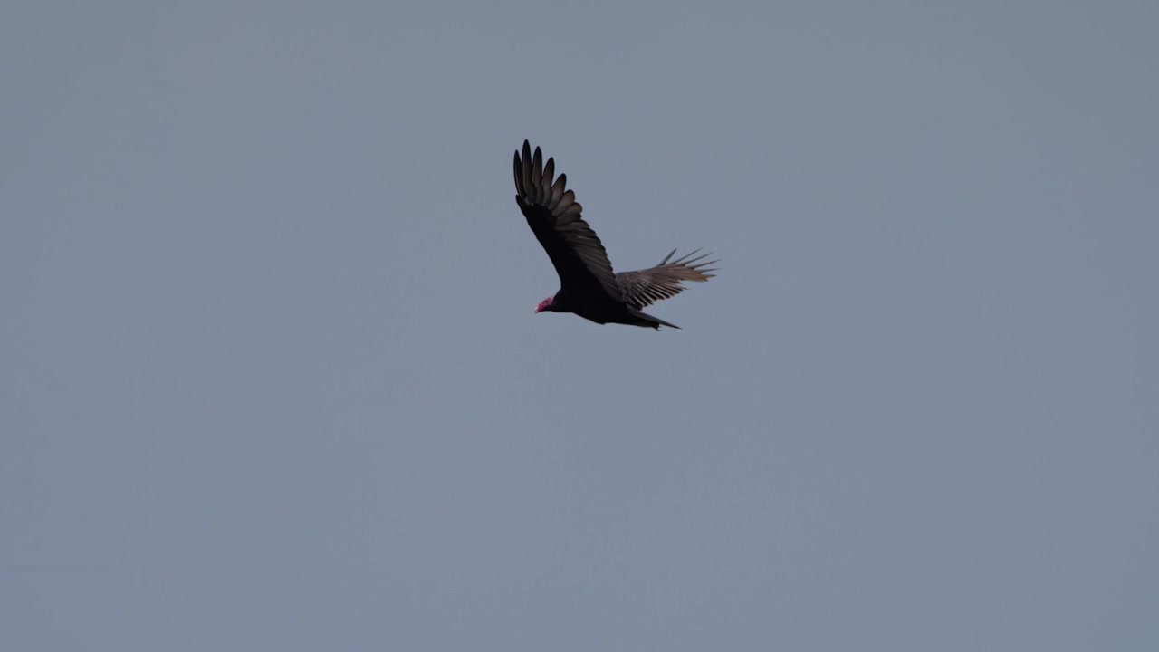 Avvoltoio nero che plana in un cielo blu chiaro, occasionalmente battendo le ali e girando mentre si libra su Lima, Perù, comportamento di volo naturale catturato all'aria aperta, nessuna persona presente