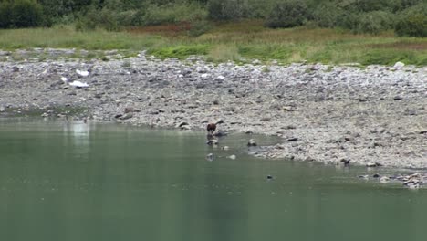 Bear-feeding-by-the-beach-in-Alaska