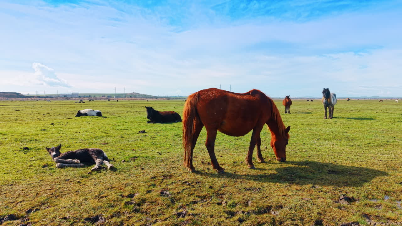 Cavallo sauro che pascola nel campo con un puledro sdraiato lì vicino. Una cavalla marrone pascola in un pascolo verde mentre un puledro scuro riposa sull'erba accanto a lei.