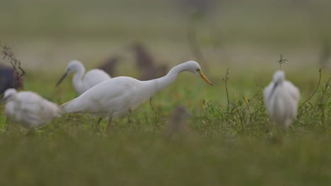 bandada de pájaros pescando al amanecer