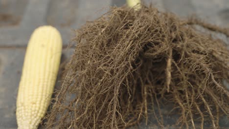 closeup view of roots of corn with a corn beside it