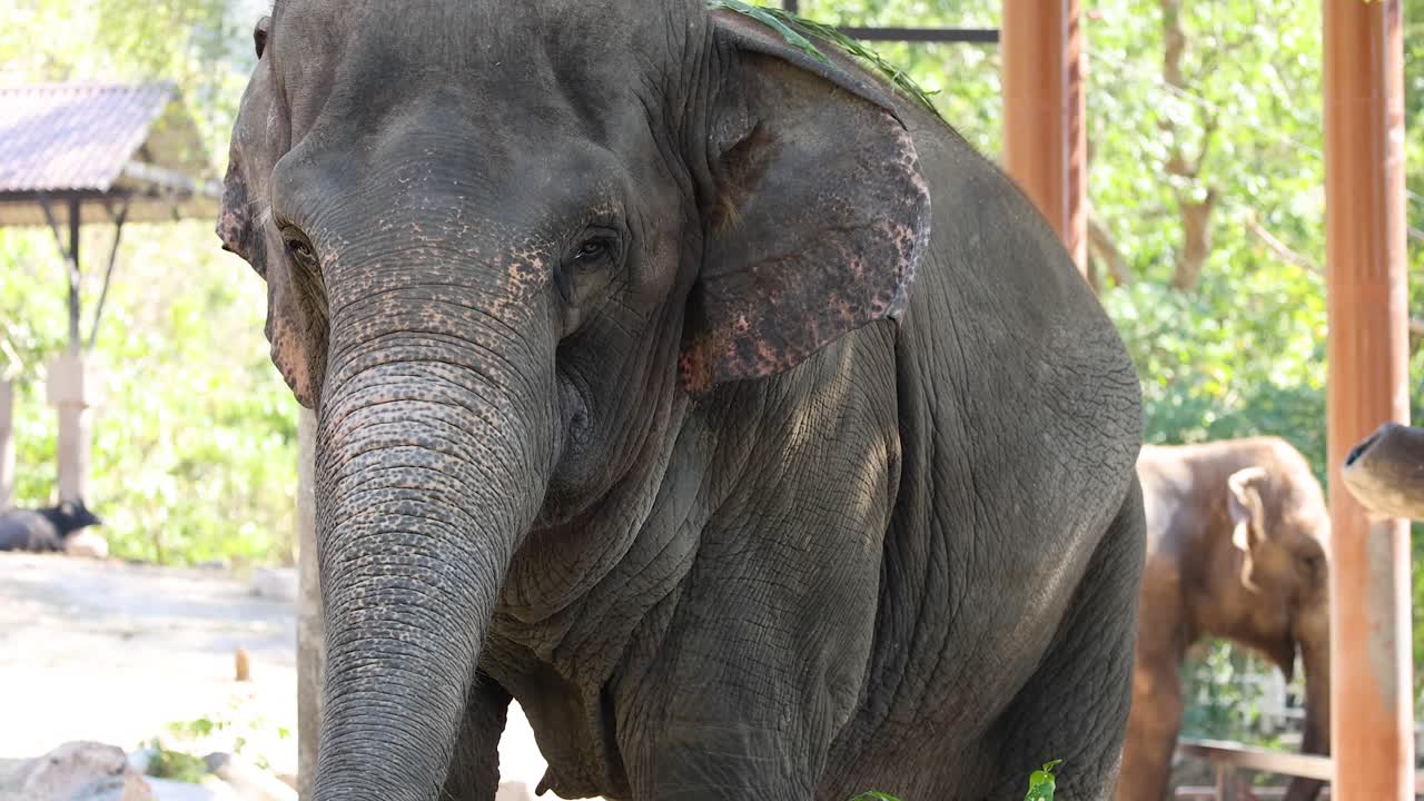 자연 동물원 에서 상호 작용 하는 코끼리 들
