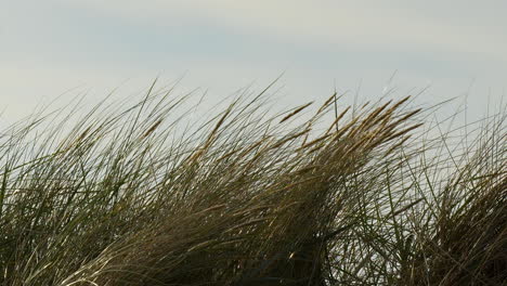 tall beach grass swaying gently in the coastal breeze under a cloudy sky