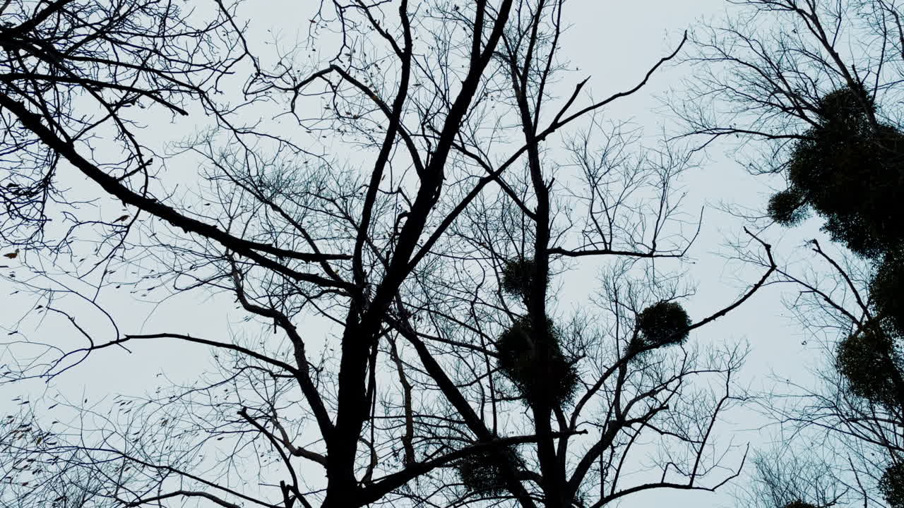 Rami spogli degli alberi in una giornata nebbiosa