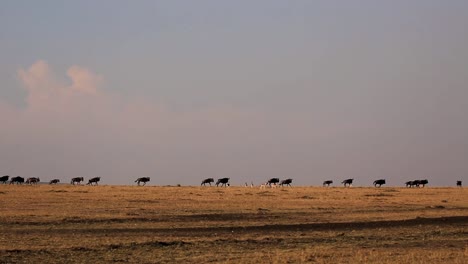 Schöne-Weite-Sicht-Auf-Die-Gnuherde,-Die-Während-Des-Warmen-Sonnenuntergangs-In-Der-Afrikanischen-Savanne-Kenias-In-Einer-Reihe-über-Den-Hügel-Am-Horizont-Läuft