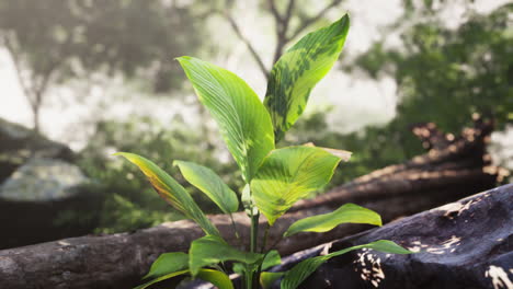 closeup of green leaves in a lush tropical forest