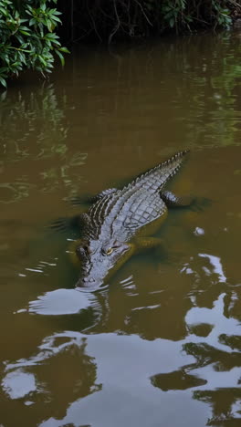crocodile in a swampy river