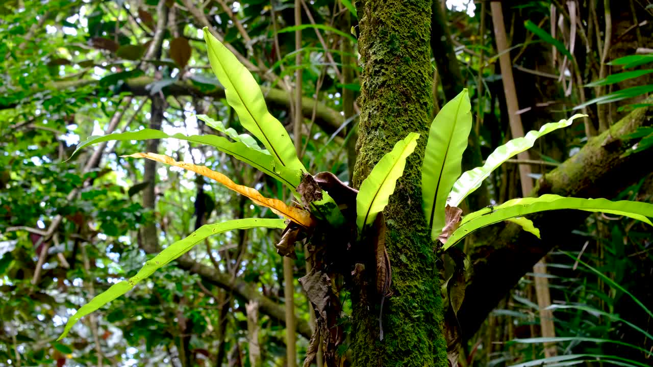 Epiphyte plant on forest trees on Three Coconuts walking and hiking trail in Moorea Island, French Polynesia