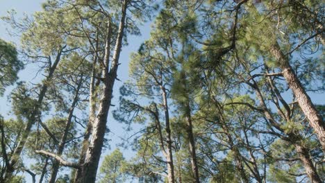 pine trees in corona forestal natural park on tenerife, canary islands in spring