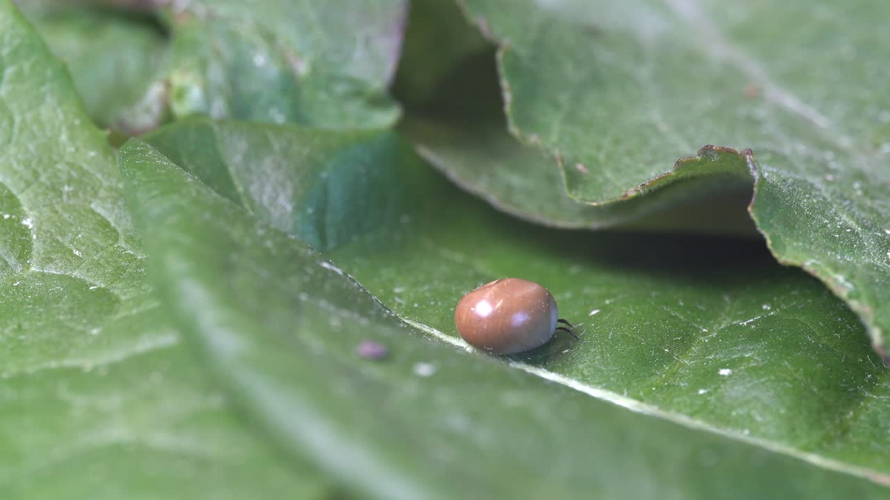 la garrapata se hincha después de chupar sangre del huésped, se arrastra lentamente por la hoja y se esconde.