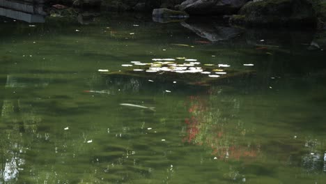 tranquil pond with koi carp fish swimming peacefully in korean garden