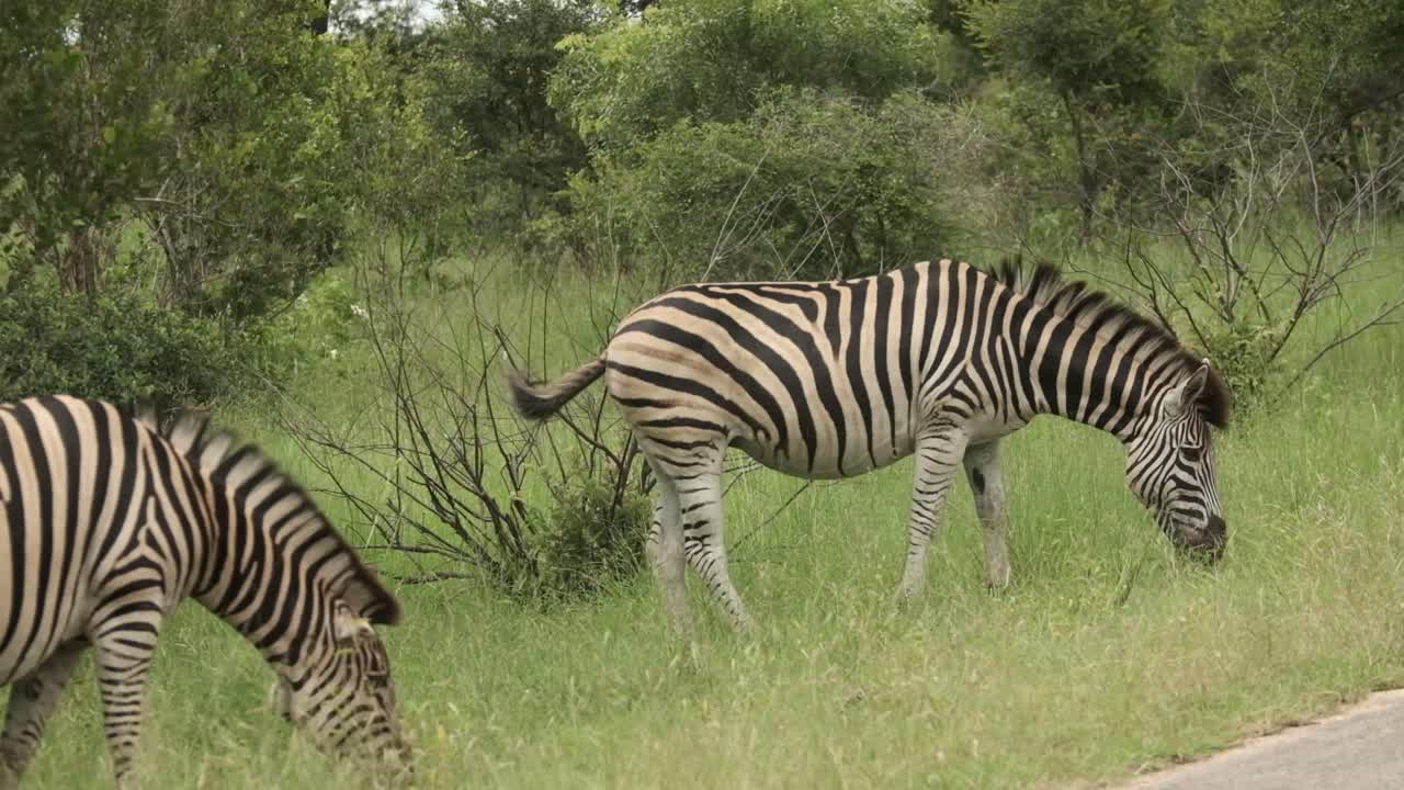Zebra eating grass in the wild