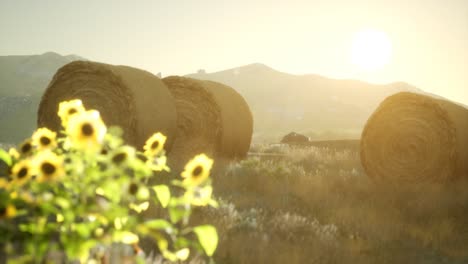 hay bales in the sunset