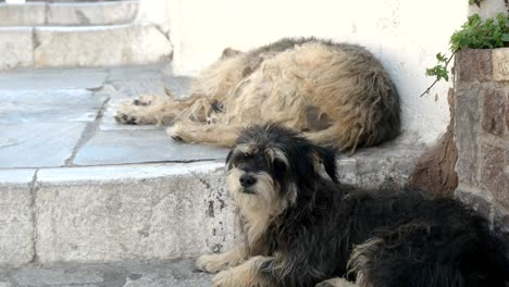 two street dogs in oia on santorini