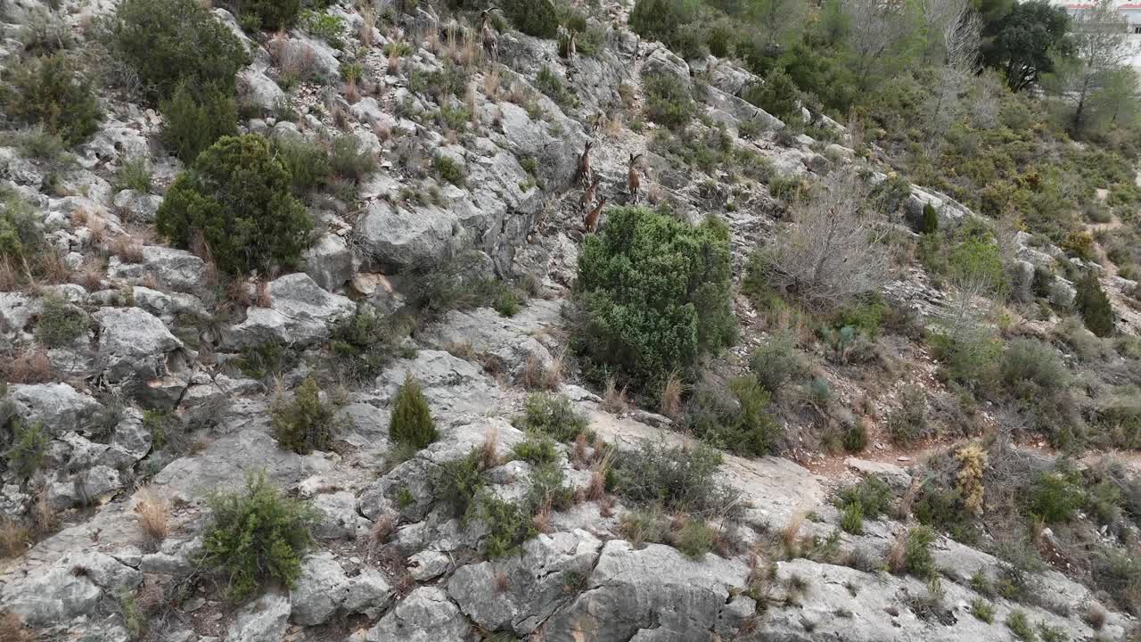 una manada de íbex ibéricos corriendo por las montañas cerca de un pueblo en castellón, españa