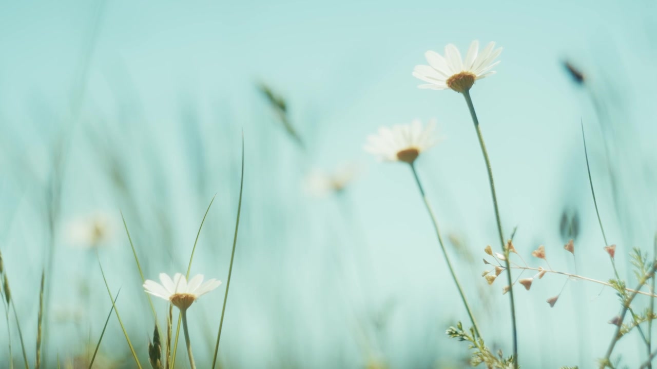 Cinematic slow motion of white daisies swaying in a sunny summer meadow. Dreamy vintage film look with soft bokeh and teal sky, perfect for background use, wellness, and organic branding.