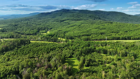 daytime green landscape in europe. expansive forested area in europe showcases vibrant greenery under a clear blue sky, ideal for outdoor activities