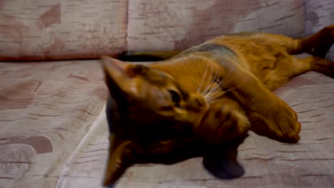 el gato abisinio se lava y bostezó.