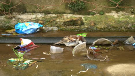 Gorrión-Bañándose-En-Agua-Cerca-De-La-Basura,-Tubería-De-Agua-Potable-De-La-Aldea-área-Sucia-Con-Desechos-Plásticos-Industriales-Alrededor