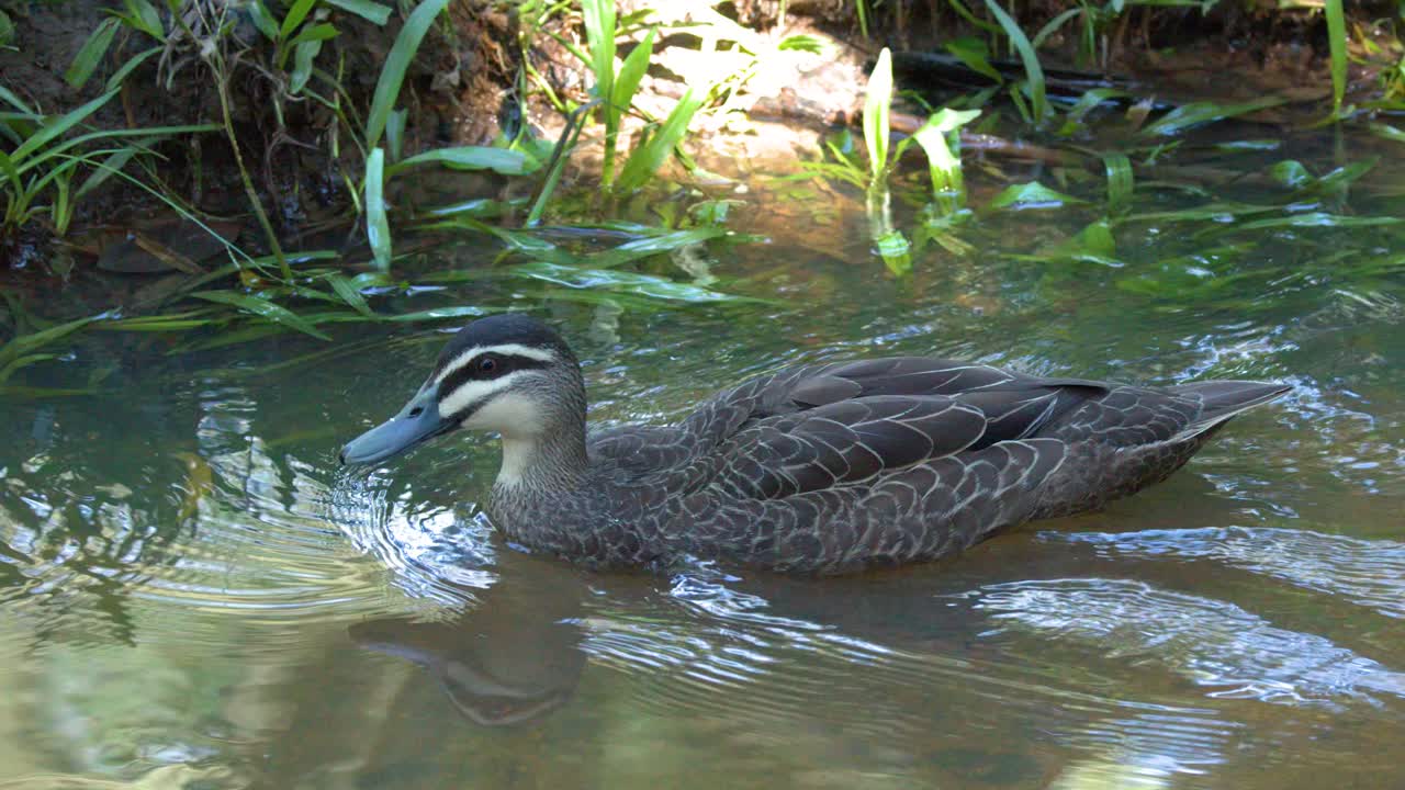 Un'anatra nera del Pacifico nuota in acqua calma di uno stagno vicino a sponde erbose in pieno giorno.