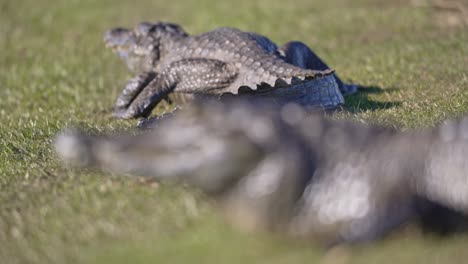caiman rests on grassland as camera focus shifts from foreground caiman to a second one in background, ibera national park, argentina