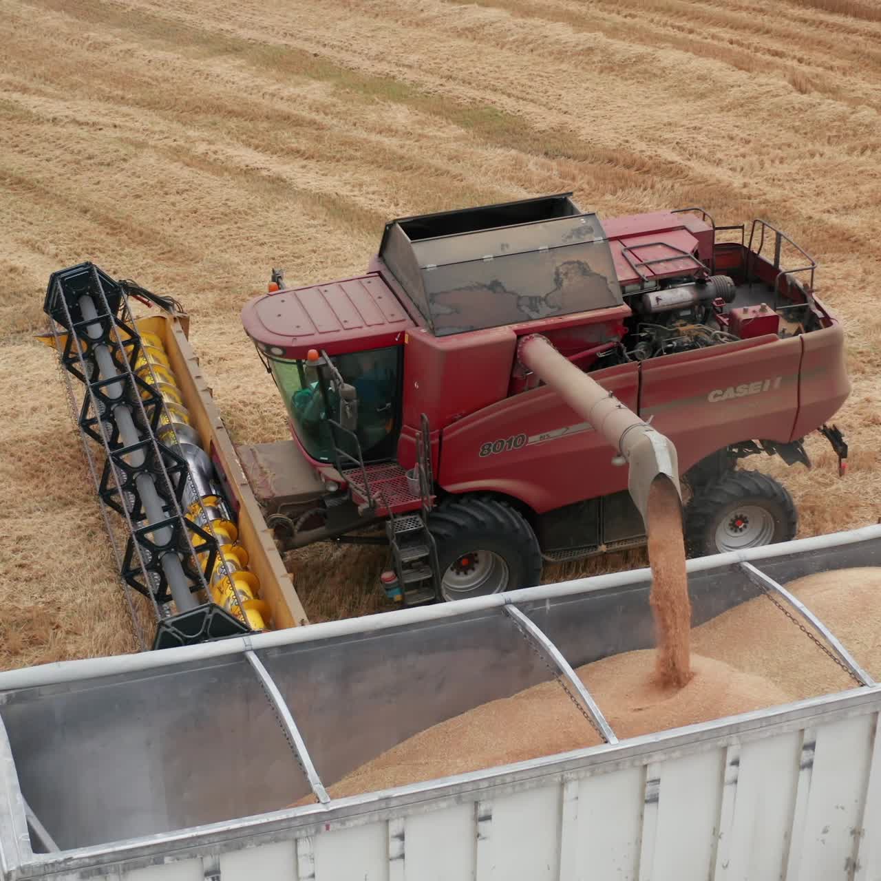 Harvesting machine agricultural golden ripe wheat field. Gathering yellow wheat by combine