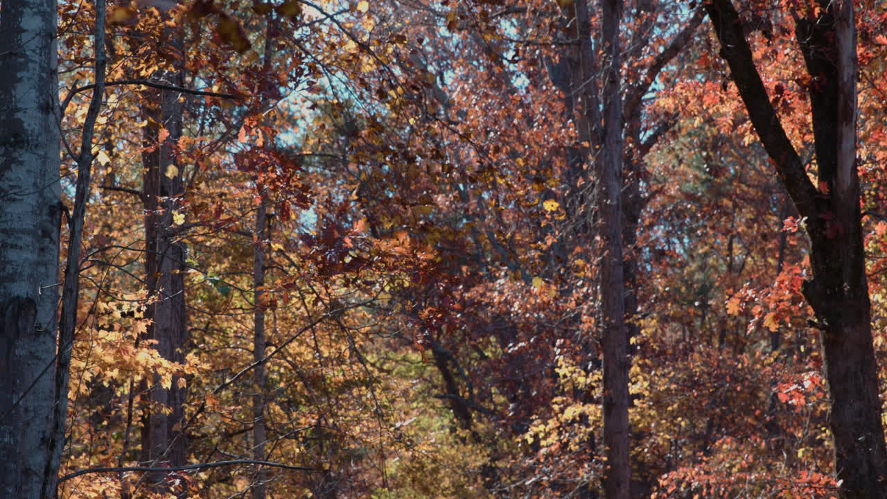 las hojas de naranja caen en los árboles de otoño en el bosque