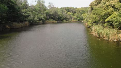 Luftaufnahme-Einer-Drohne,-Die-über-Den-Fluss-In-Flussabwärts-Gerichteter-Richtung-Fliegt,-Umgeben-Von-Bäumen-Und-Viel-Grün-Im-Fluss-Ropotamo,-Bulgarien