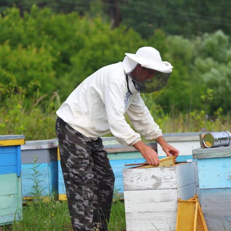 beekeeper at apiary at the summer day. man working in apiary. apiculture. beekeeping concept