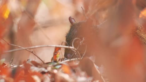 agutí comiendo frutas y semillas en pantanal brasil
