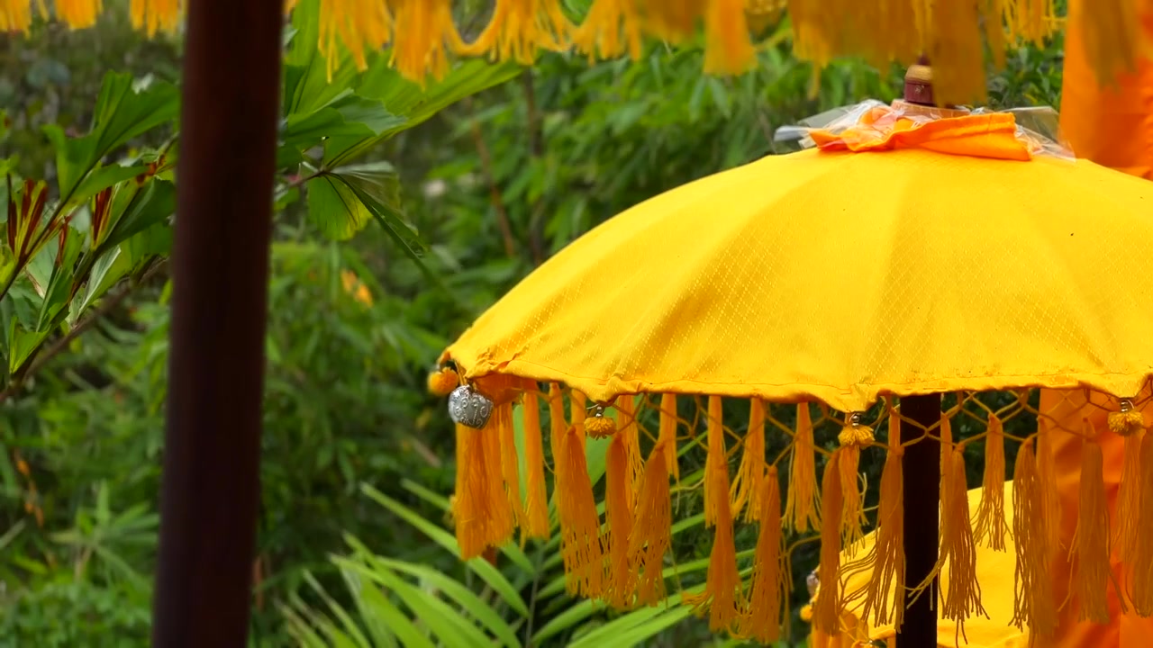 Paraguas ceremoniales amarillos balineses tradicionales en jardín tropical
