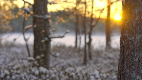 Crepuscular-rays-shimmer-through-trees,-tree-bark-close-up-in-forest-of-Nova---cinematic-sideways-shot