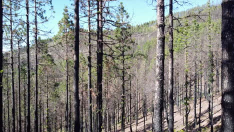 Toma-Ambiental-Cinematográfica-Del-Bosque-Quemado-Por-El-Fuego