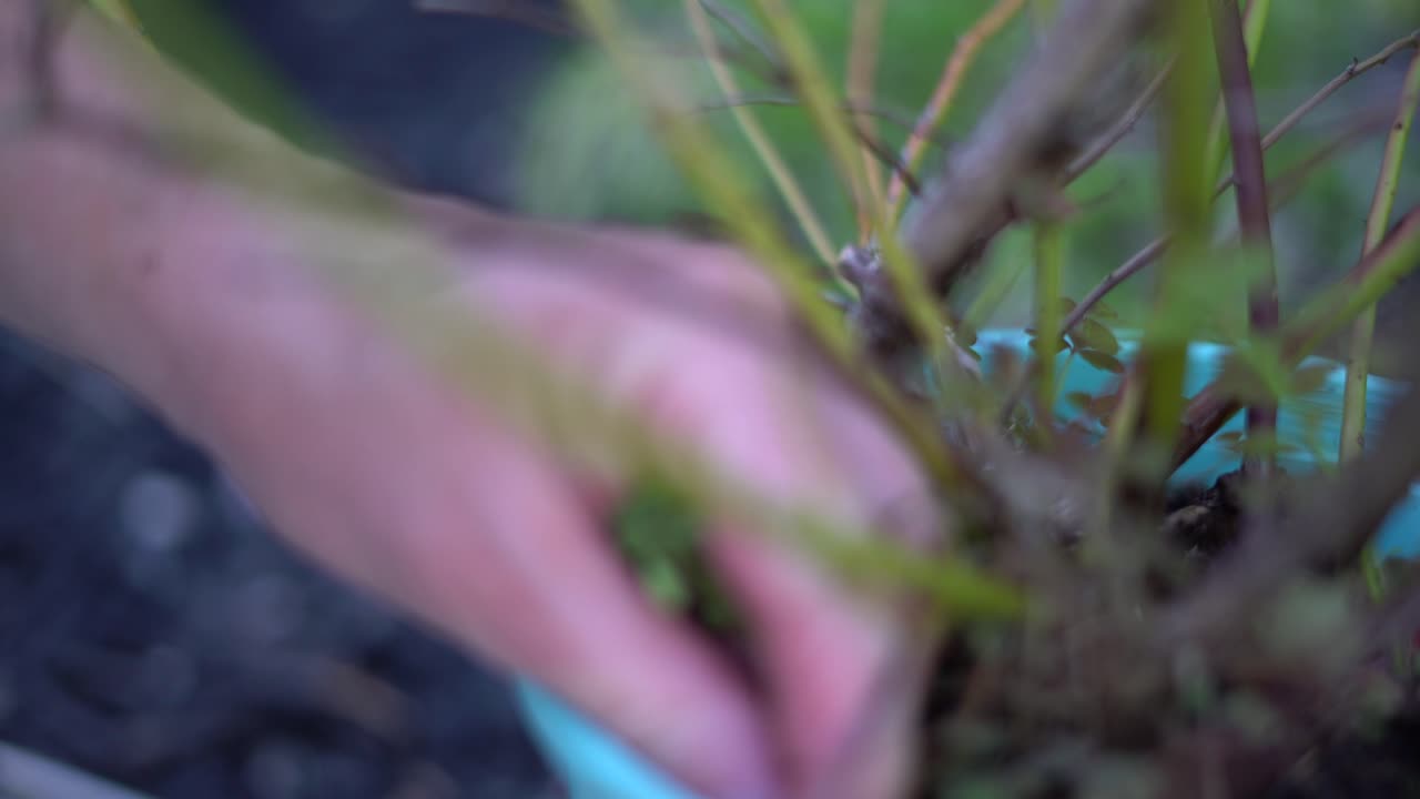 primer plano de la recolección manual de malezas de la maceta, enfoque selectivo trabajo en el jardín deshierbe