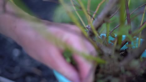 close up of hand picking weeds from plant pot, selective focus yard work weeding