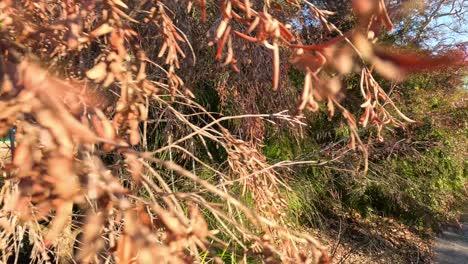 trees swaying in the wind, melbourne, victoria