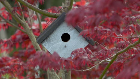 birdhouse hanging on japanese maple tree branch in the breeze