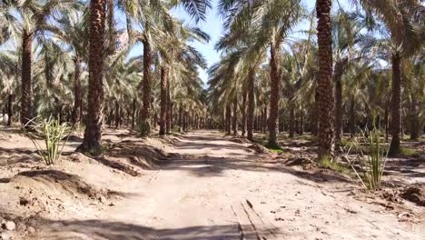 aerial drone shot in date palm garden grooves summer season dry tropical climate in middle east the nature landscape of arabian culture natural organic tasty delicious fruit nutritious energy product