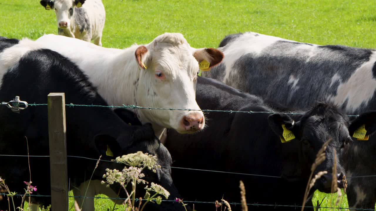 Herd of dairy cows gather at wire fence, sunny daylight, lush green rural Scottish landscape
