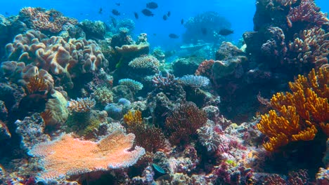 underwater 4k hdr of the great barrier reef in queensland, australia in december 2022