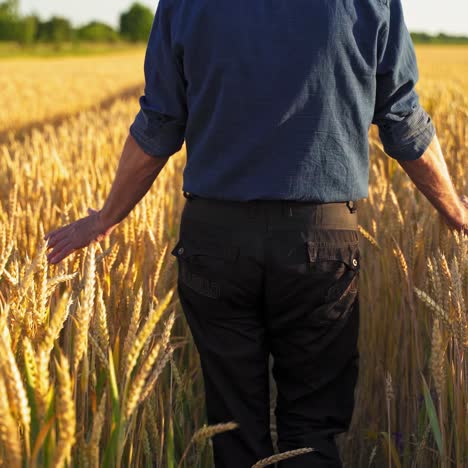 farmer in agricultural land. back view of a man walking along ripe wheat field and touches dry spikelets with both hands.