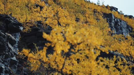 golden-yellow birch trees on the rocky slope